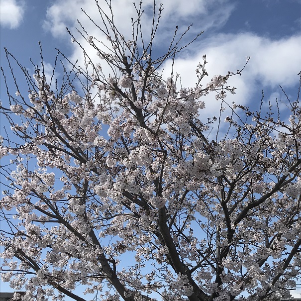 弊社の桜が満開です